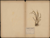 Melica Uniflora, plante prélevée à Querrieux (Somme, France), dans le bois, 8 juin 1889
