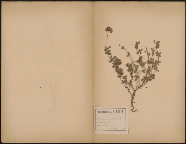 Lotus Uliginosus (Schk. Handl.) L. Major (Scop. Carn), prélevée à Lucheux (Somme, France), dans la forêt, 2 août 1888
