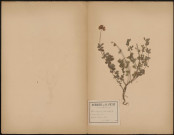 Lotus Uliginosus (Schk. Handl.) L. Major (Scop. Carn), prélevée à Lucheux (Somme, France), dans la forêt, 2 août 1888