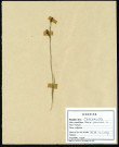 Carex panicea, famille des Cyperacées, plante prélevée au Crotoy (Somme, France), près de La Maye, en juin 1969