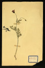 Papaver Rhoeas L (Pavot coquelicot), famille des Papavéracées, plante prélevée à Dromesnil (Chemin), 4 juin 1938