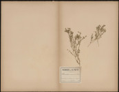 Scleranthus Annuus (L. Sp.), plante prélevée à un champs entre Longueau et Cagny (Somme, France), 16 juillet 1888