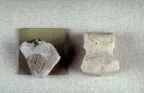Fossiles provenant des falaises d'Ault et silex taillé