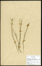 Juncus Lamprocarpus Ehrh (jonc à fruit luisant), famille des Jonacées, plante prélevée à Boves (Somme, France), zone de récolte non précisée, en juin 1969