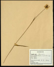 Luzula Multiflora, famille des Jonacées, plante prélevée à Sorrus (Pas-de-Calais), zone de récolte non précisée, en juin 1969