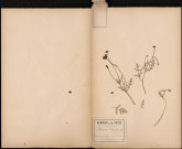 Papaver Argemone, plante prélevée à Athies (Somme, France), route de Péronne, 10 juin 1888