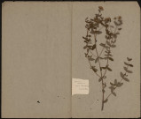 Hypericum Humifusum, plante prélevée à Amiens (Somme, France) et à Querrieux (Somme, France), à Amiens, n.c., et dans le Bois de Querrieux, 25 juillet 1889