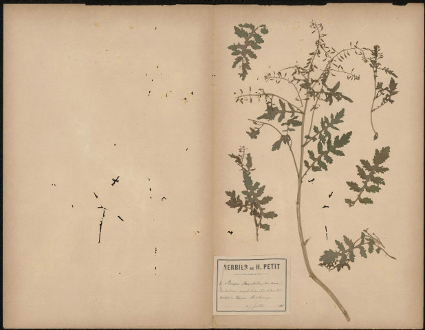Roripa Amphibia, Nasturtium amphibium, plante prélevée à Camon (Somme, France), dans les Hortillonnages, 7 juillet 1888