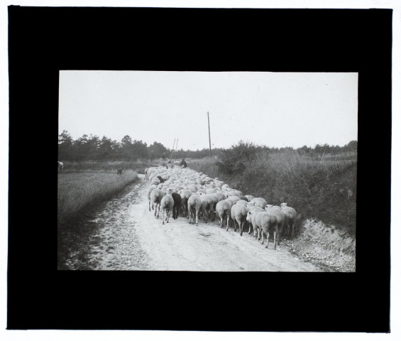 Moutons à Bergicourt - septembre 1913