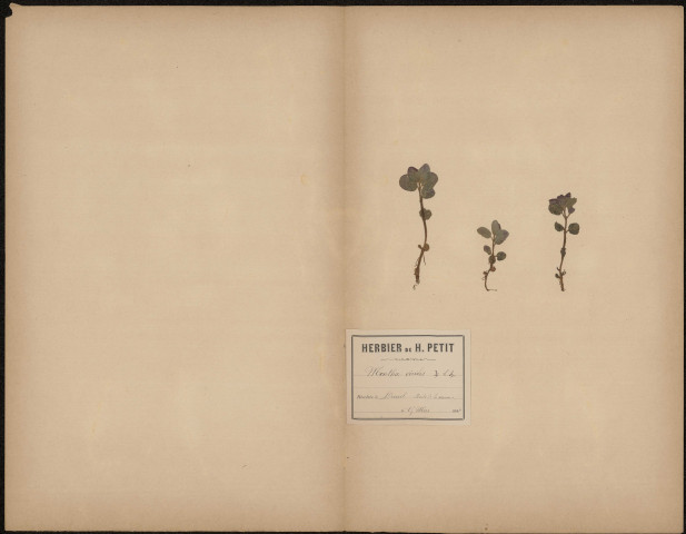 Mentha Viridis, plante prélevée à Dreuil (Somme, France), sur les bords de la Somme, 15 mars 1888