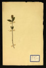 Vinca mimor L (Pervenche mineure), famille des Apocynacées, plante prélevée à Dromesnil (Bois), 4 juin 1938