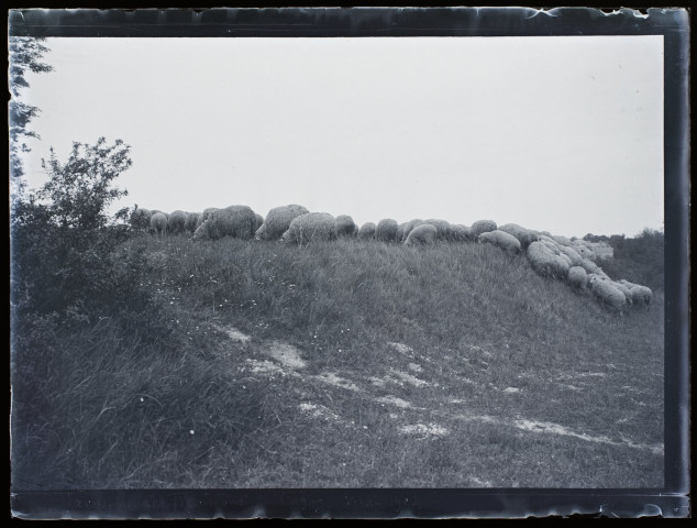 Troupeau de moutons à Cagny - mai 1904