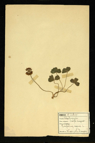 Trifolium repens L (Trèfle rampant), famille des Papilionacées, plante prélevée à Dromesnil, 4 juin 1938