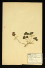 Trifolium repens L (Trèfle rampant), famille des Papilionacées, plante prélevée à Dromesnil, 4 juin 1938