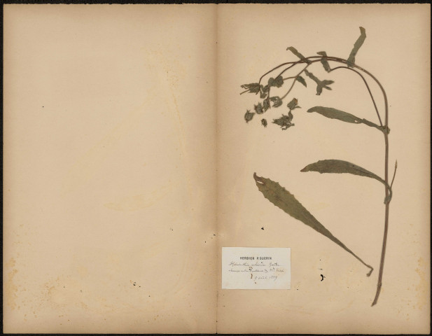 Helminthia Echioides Goertn, plante prélevée dans les champs entre Doullens et Haute-Visée (Somme, France), Hervier P. Guérin, 9 août 1889