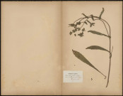 Helminthia Echioides Goertn, plante prélevée dans les champs entre Doullens et Haute-Visée (Somme, France), Hervier P. Guérin, 9 août 1889