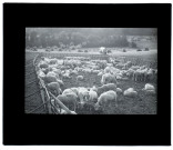 Moutons à Grattepanche