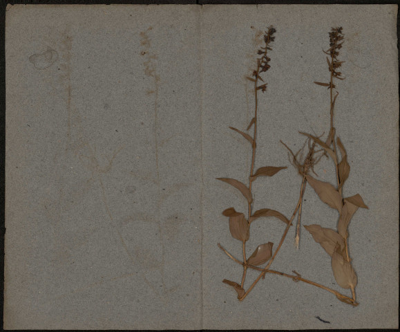 A identifier, plante prélevée à [Lieu inconnu], n.c., [1886-1889]