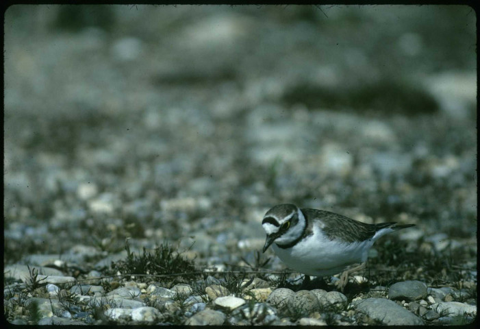 Petit gravelot et ses oeufs