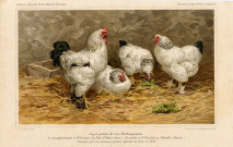 Coq et poules de race Brahmapoutra, le coq apprtenant à M. Fauque au Parc Saint-Maur (Seine), les poules à M. Chevalier à Abbeville (Somme). Premiers prix au concours général agricole de Paris en 1894