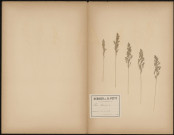 Poa Pratensis, plante prélevée à Ailly-sur-Somme (Somme, France), dans le bois, 6 juillet 1888