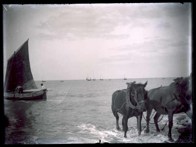 Cayeux-sur-Mer. Chevaux tirant un bateau de pêche hors de l'eau