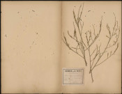 Brassica Nigra (Koch Deutchl.), Sinapis Nigra (L. Sp), Montant noire, plante prélevée à Saint-Valery-sur-Somme (Somme, France), n.c., 16 juillet 1889