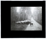 Moutons route de Wailly - septembre 1913