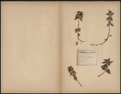 Lamium Album - Ortie blanche, plante prélevée à Longueau (Somme, France), n.c., 25 avril 1888