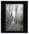Forêt d'Eu - mai 1911