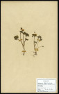 Adxa Moschatellina, famille des Cprifoliacées, plante prélevée à Cherré (Sarthe, France), zone de récolte non précisée, en avril 1969