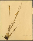 Scirpus Palustis, famille non identifée, plante prélevée à Grandvilliers (Oise, France), zone de récolte non précisée, en 1969