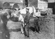 Mailly-Maillet. Dans une cour de ferme, deux poilus teignent un cheval blanc en noir