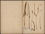 Endymion Nutans - Jacinthe des Bois, plante prélevée à Ailly-sur-Somme (Somme, France) et à Amiens (Somme, France), dans le bois d'Ailly et une variété lanche récoltée même jour sur l'Île Sainte-Aragone, 15 mai 1888