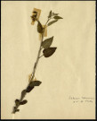 Solanum Dulcamara, famille non identifée, plante prélevée à Boves (Somme, France), à l'étang Saint-Ladre, en mai 1969