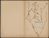 Bupleurum Falcatum, plante prélevée à Querrieux (Somme, France) et à Hermes (Oise, France), au bord du bois de Querrieux et à Hermes, 10 septembre 1888 et 29 août 1889