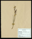 Carex Glarica Mum, famille des Cypéracées, plante prélevée à La Chaussée-Tirancourt (Somme, France), au Camp César, en mai 1969