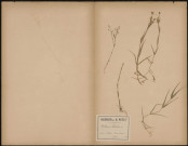 Stellaria Holostea, plante prélevée à Athies (Somme, France), dans les prairies boisées, 8 juin 1888