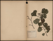 Alnus Glutinosa - Aulne , plante prélevée à Glisy (Somme, France), dans le bois, 8 août 1888