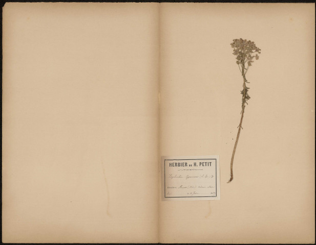 Euphorbia Cyparissias - Euphorbe petit-cyprès, plante prélevée à Hermes (Oise, France), près d'un calvaire sur un coteau boisé, 10 juin 1889