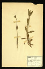 Lychnis silvestris Hoppe (Lychnis des bois), famille des Caryophyllacées, plante prélevée à Dromesnil, 14 juillet