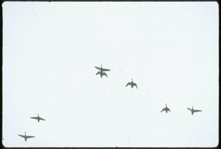 Canards en vol à Fresne