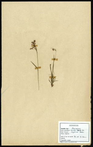 Luzulo Fagetum, famille des Juncacées, plante prélevée à Cherré (Sarthe, France), zone de récolte non précisée, en avril 1969
