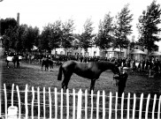 La présentation des chevaux à l'hippodrome, avant la course
