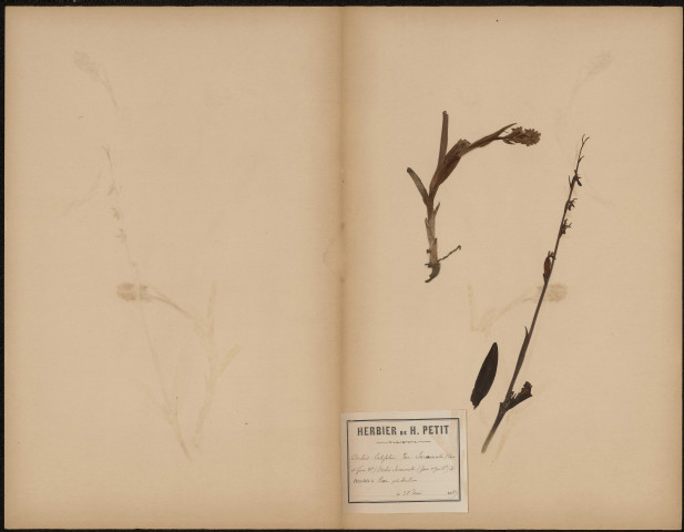 Orchis Latifolia Var. Incarnata - Orchis Incarnata, plante prélevée à Hem-Hardinval (Somme, France), à Hem près de Doullens, 28 mai 1889