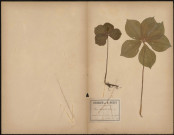 Paris Quadrifolia, plante prélevée à Grouches-Luchuel (Somme, France);Lucheux (Somme, France), variété à 6 feuilles dans un fond près d'un vieux château , 23 mai 1889