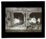 A Gentelles - cages à lapins