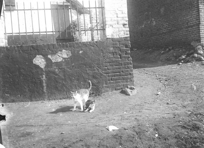 Deux chats à l'angle d'une rue d'un village de la Somme