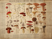 Tableau des principaux champignons comestibles et vénéneux par Paul Dumée, membre des Sociétés Mycologiques et Botaniques de France. Dessins A. d'Apreval