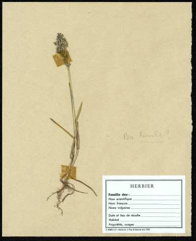 Poa Humilis, famille non identifée, plante prélevée au Crotoy (Somme, France), près de La Maye, en juin 1969